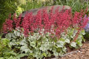 Heuchera 'Spearmint' New 2024